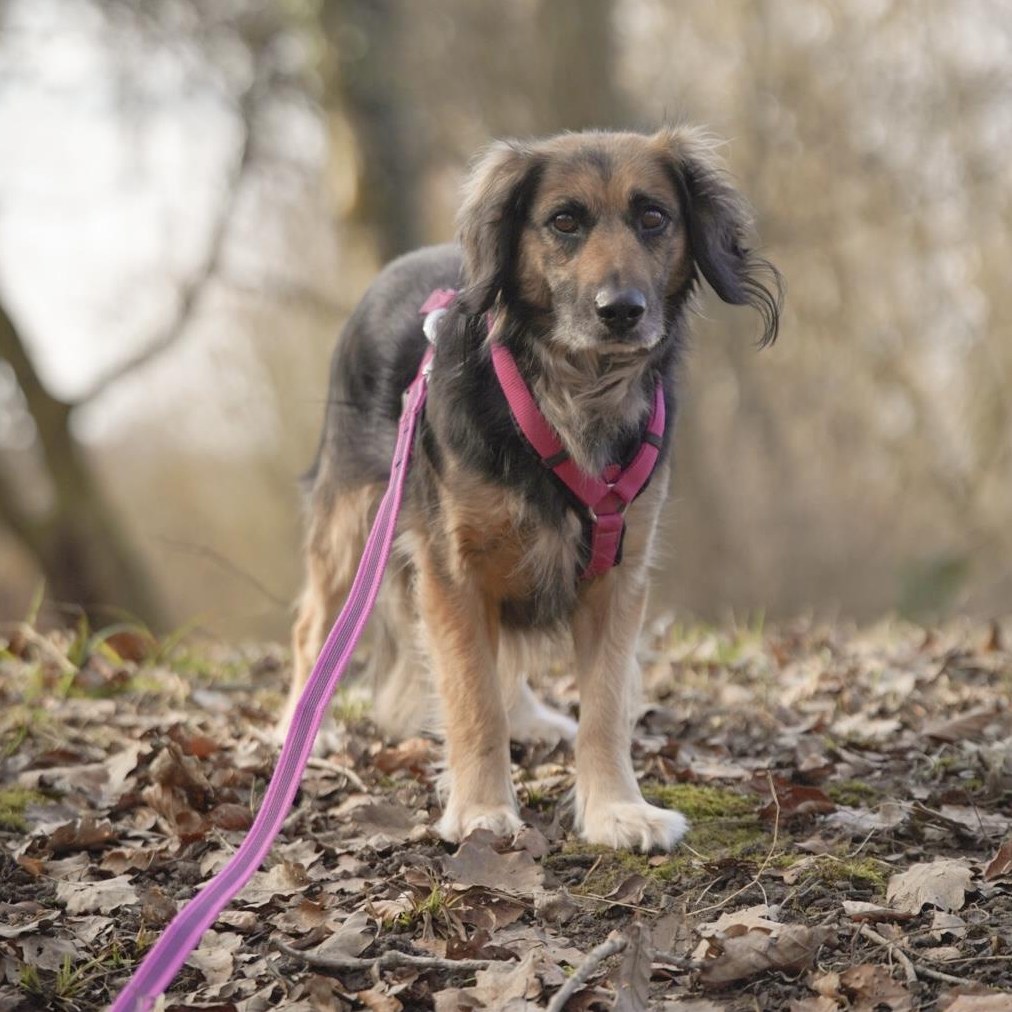 Lisa, tolle Hündin, Spaniel mix, kastriert vom Tierschutz
