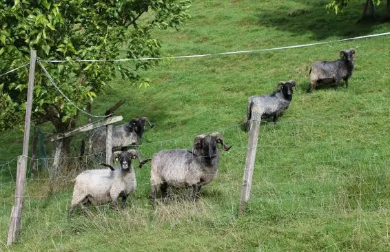 Graue gehörte Heidschnucken Schafe, weidegewohnt