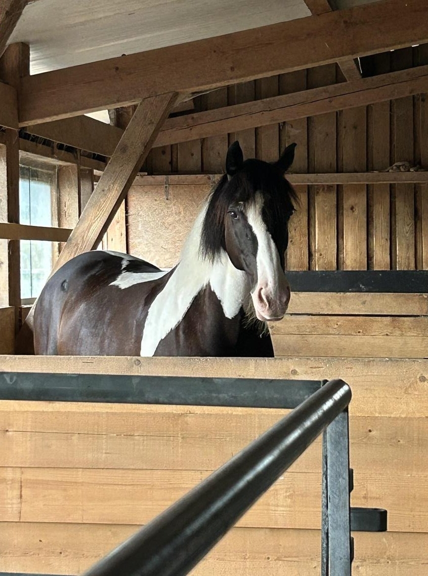 Reitbeteiligung für 1-2 mal die Woche im Thurgau
