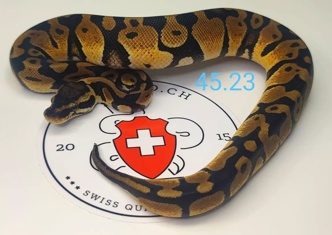** Python Regius HET Piebald"s zum Verkauf **