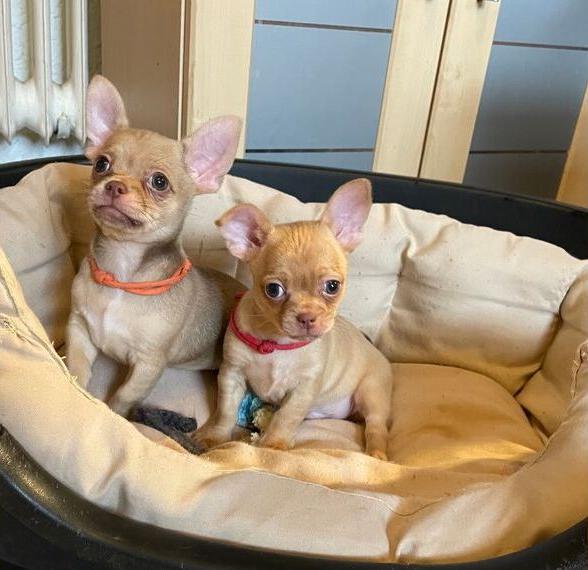 Chihuahua Welpen mit Ahnentafel