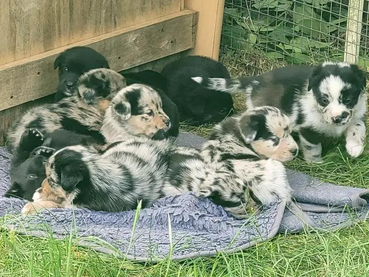 Leopard Aussiedor Welpen