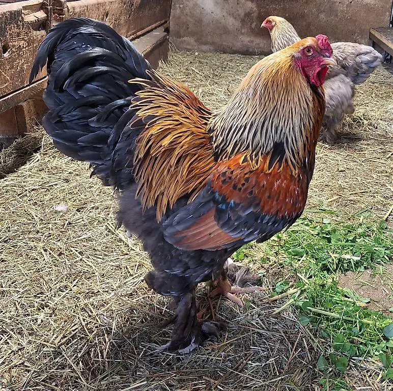 Brahma Hahn 9 Monate alt