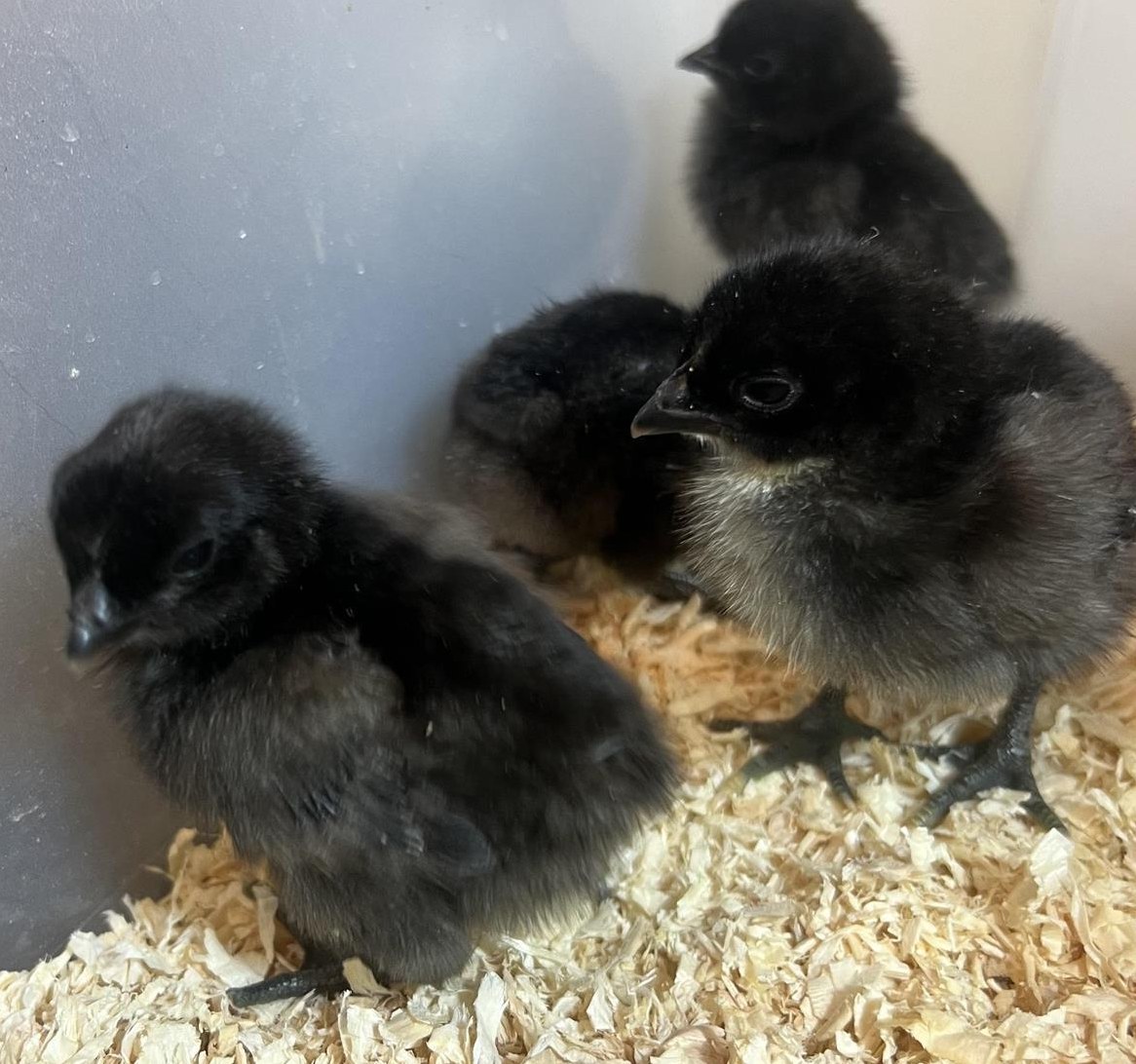 Ayam Cemani Küken zu verkaufen