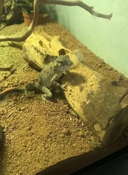 Viperngeckos und Skorpionschwanzgeckos mit Terrarien