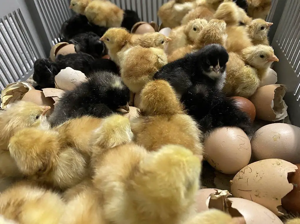 Bruteier Verschiedene Rassen