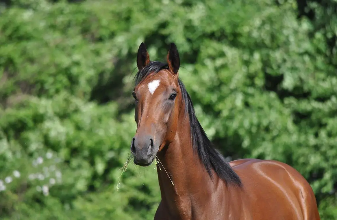 Freizeitpferd, 6-jährige Vollblut Stute