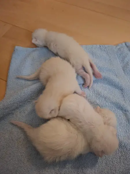 Devon Rex Cornisch Rex kitten