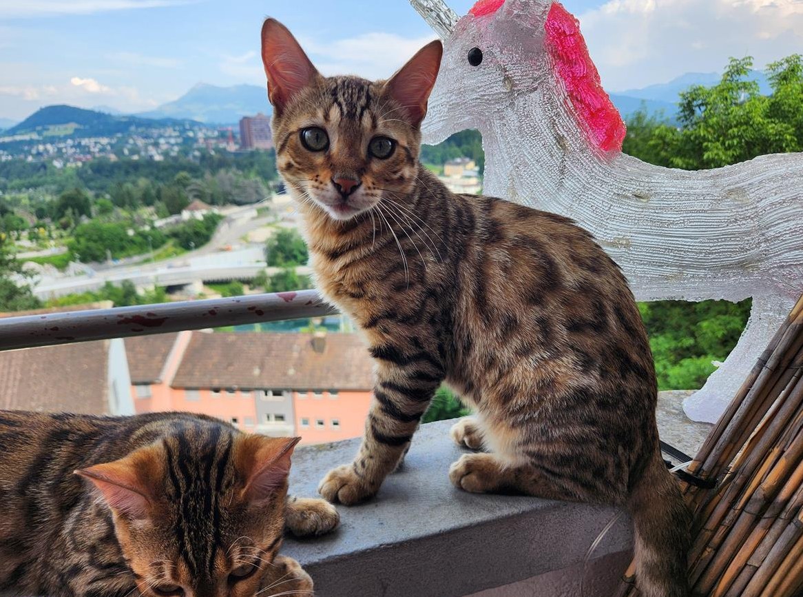 Bengal Kitten an Hund & Kind gewöhnt mit Stammbaum