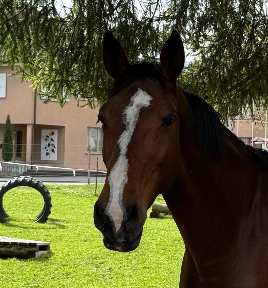 Top Freizeitpferd sucht Herzensmensch