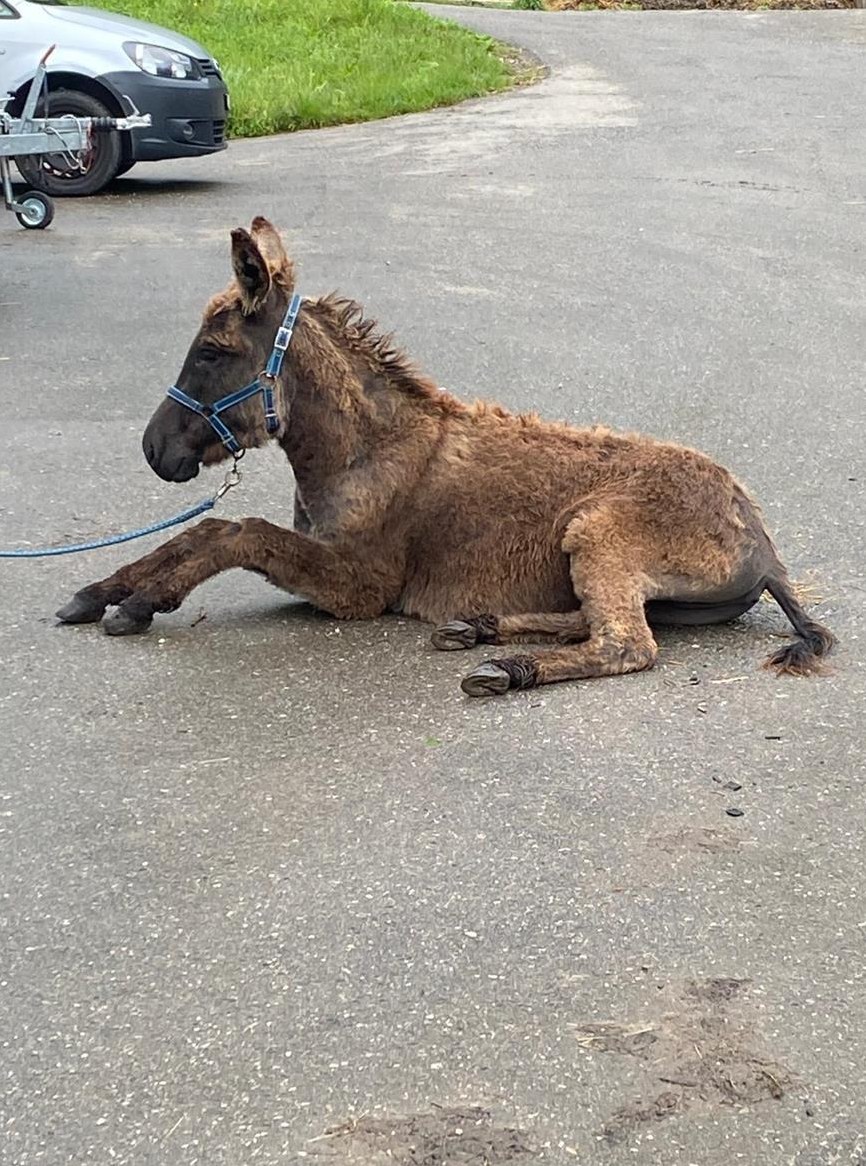 Junger Esel abzugeben