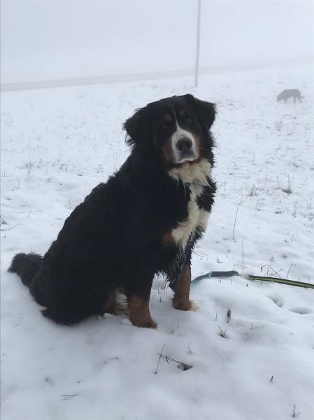 Cherche Caniche male pour saillie