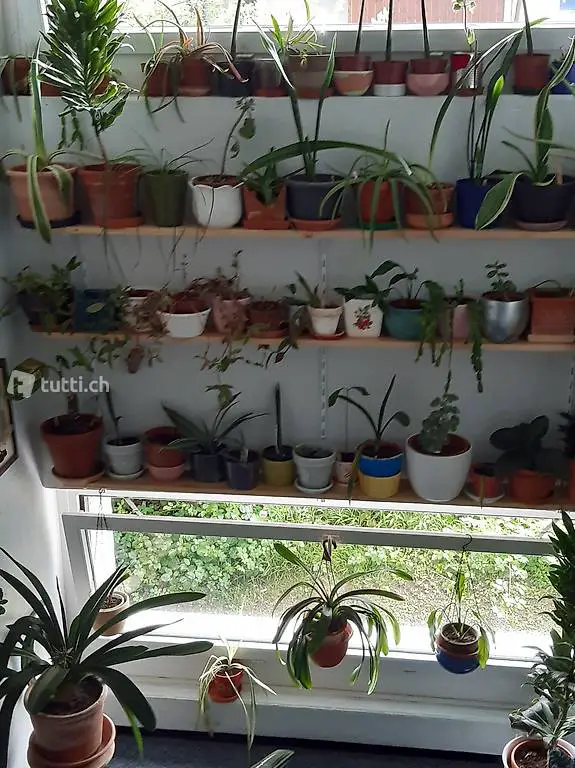 Pflanzen und Kräuter