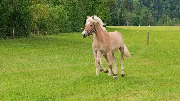 Haflinger Jährling Hengst - Sportpferd Reitpferd Wallach