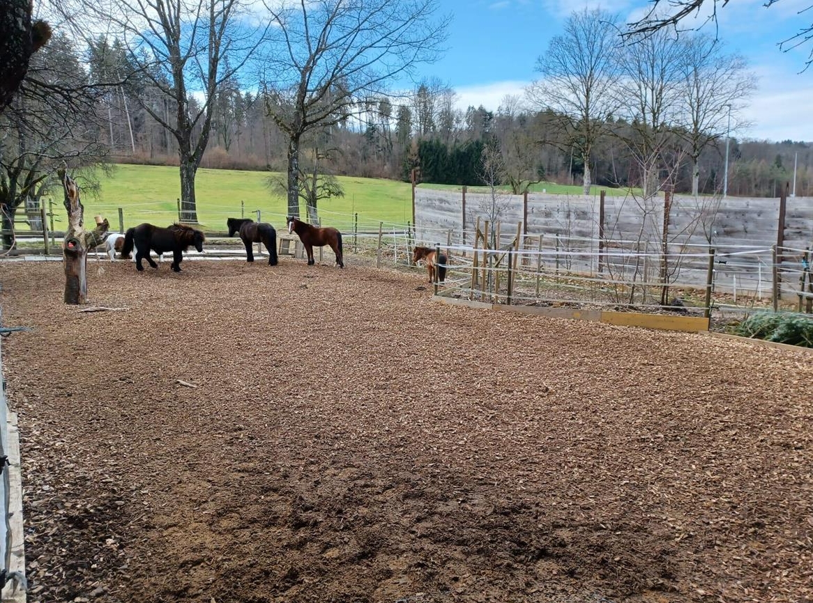 8046 Zürich: Offenstallplatz für Wallach bis max. 1m