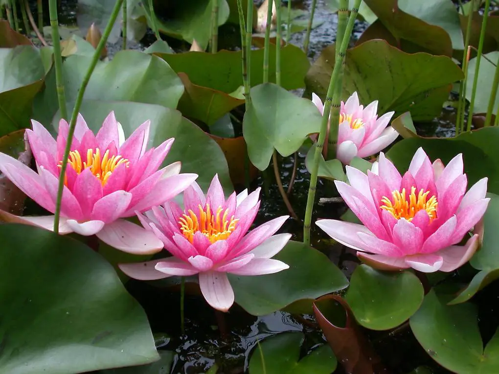 Seerose Teichpflanze Nymphaea "Laydekeri Lilacea"