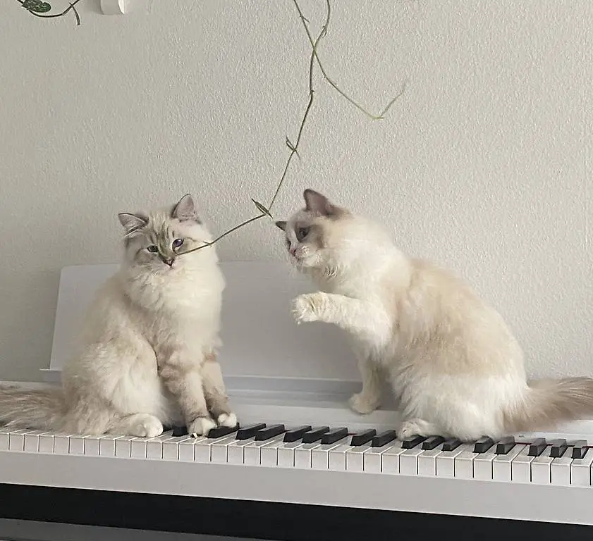 2 Ragdolls with pedigree