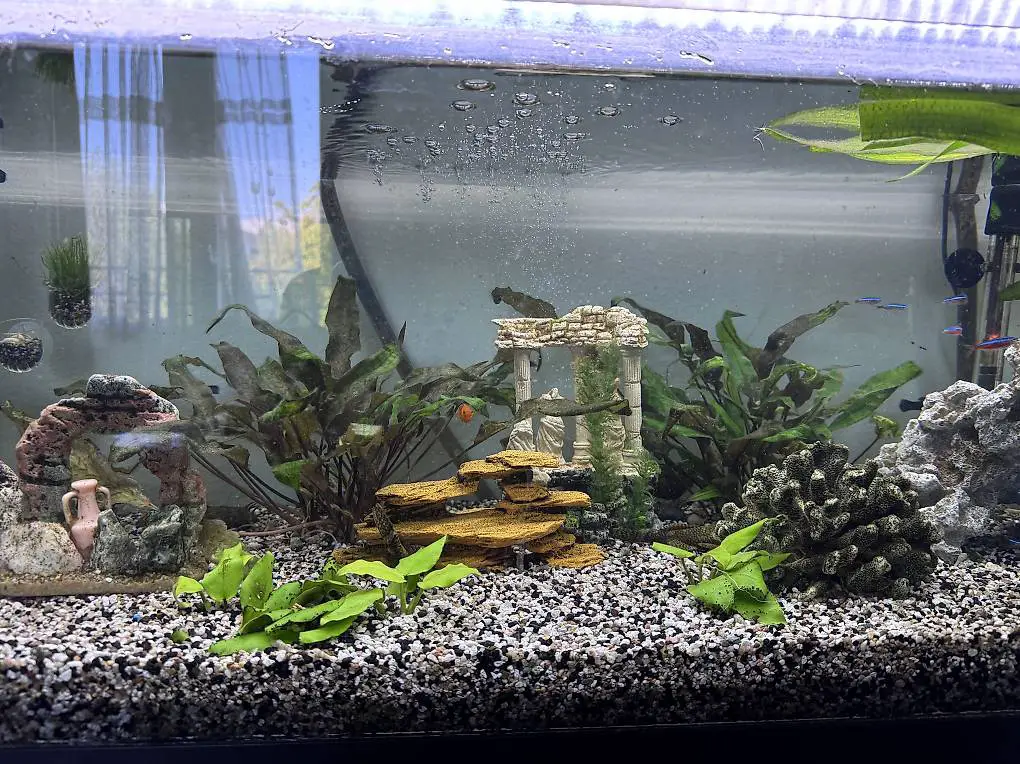 Antennenwelse abzugeben