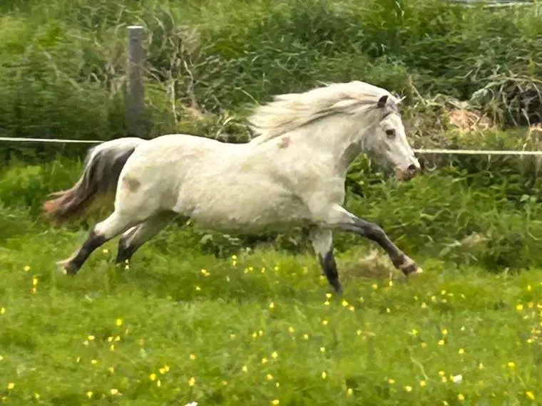 Shetty Shetlandpony Stute Fewspot Tigerschecke Appaloosa
