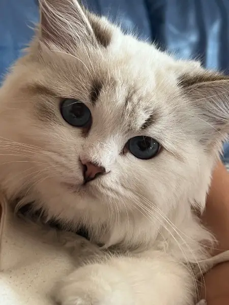 GESUCHT Deckkater Neva Masquarade