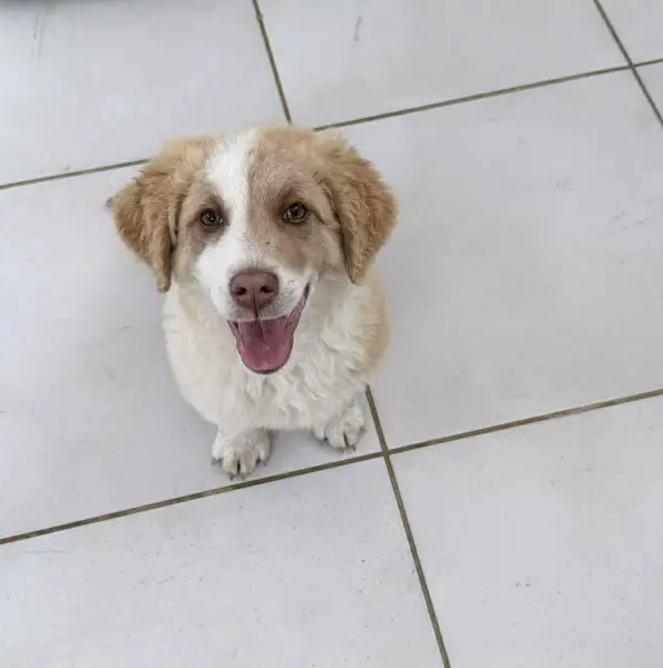 Fotti, Mischlingsrüde, ca. 4 Monate, z.zt. in Griechenland