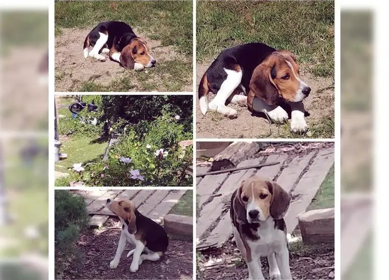 Zwei süsse Beaglewelpen (15 Wochen alt)