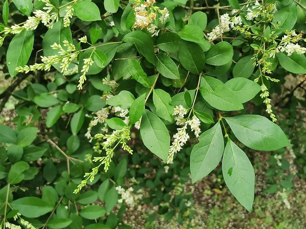 Ovalblättriger Liguster