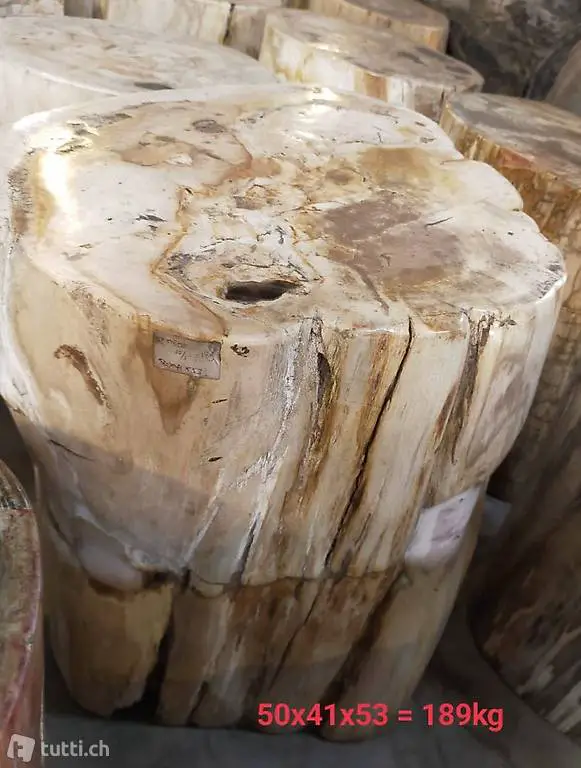  Beistelltisch Fossil Tisch Hocker Säule Versteinertes Holz