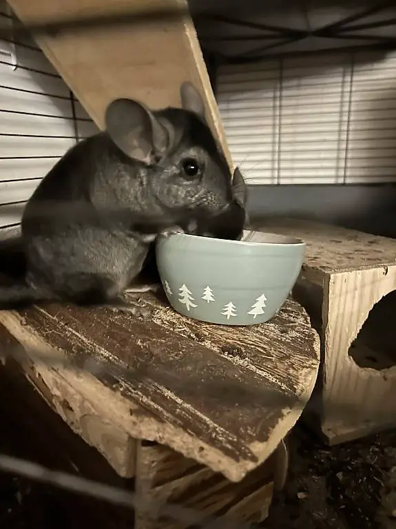 Chinchilla