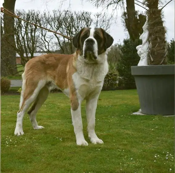 Wurfankündigung Bernhardiner-Welpen