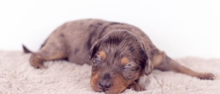 Aussiedoodle Welpen F1b (Aussiedoodle Medium x Mini Aussie )