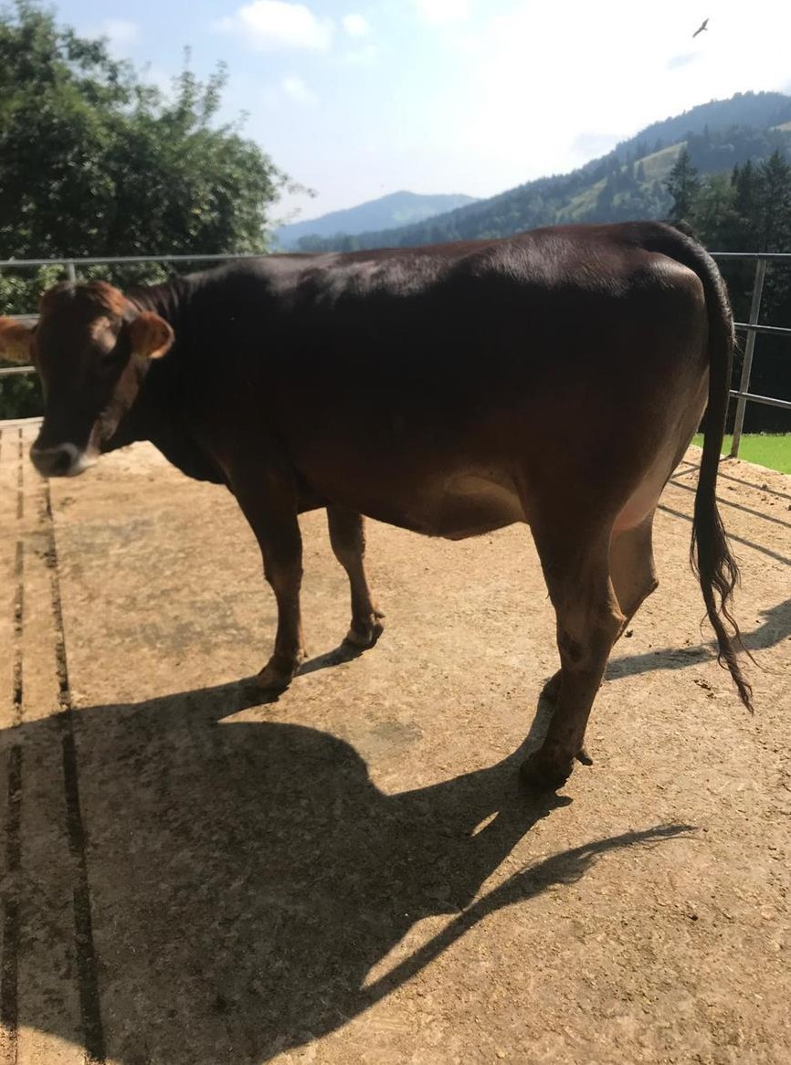 Rind F1 x ROB x Lim zu verkaufen