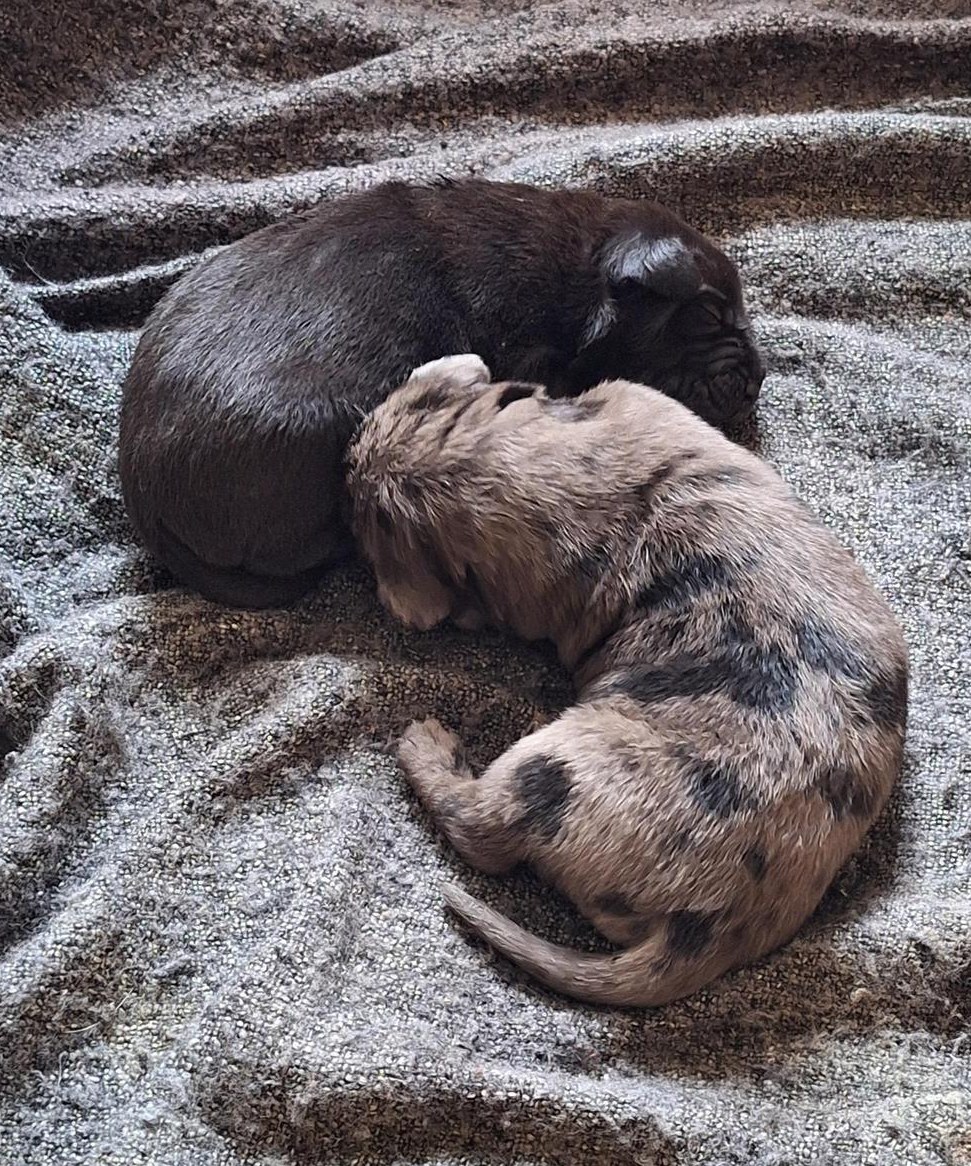 Cane Corso, Presa Canario Welpen