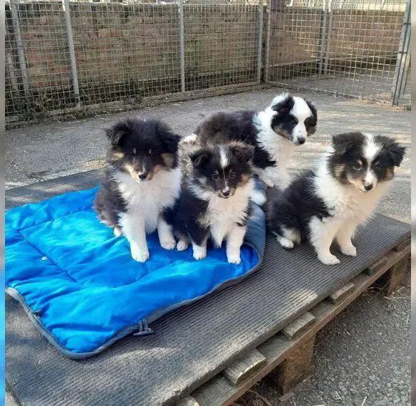 Sheltie Welpen in sable und tricolour