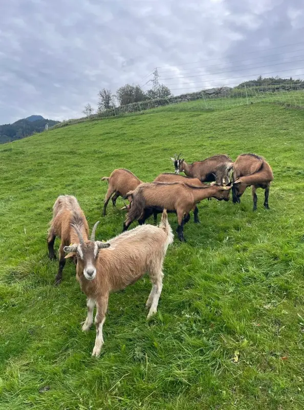 Weibliche Gitzi vom Frühling zu verkaufen
