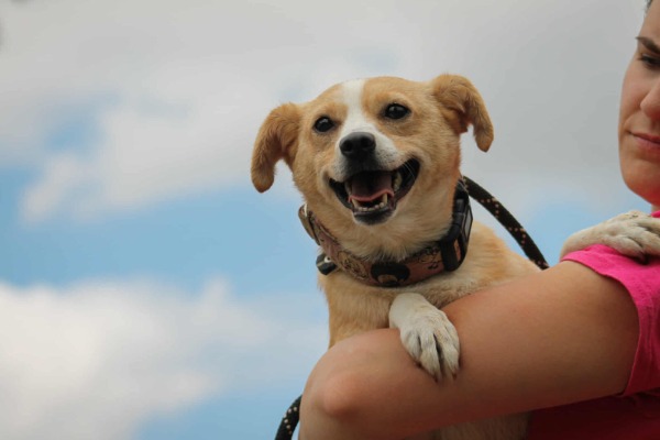 Abigél, Mischlingshündin, ca. 3,8 Jahre, auf PS Schöffengrund