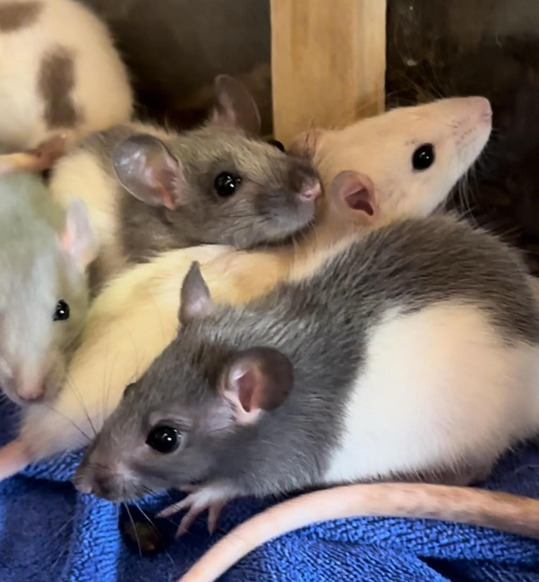 Rattenbabys m & w suchen ihren Lebensplatz