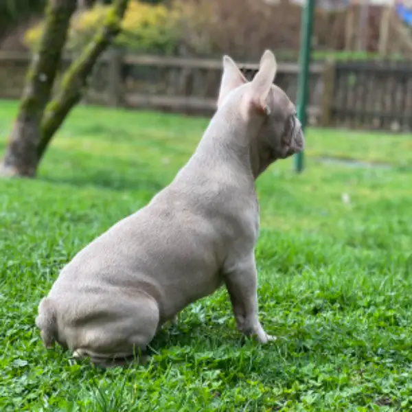 Französische Bulldoggen Welpe (Rüde)