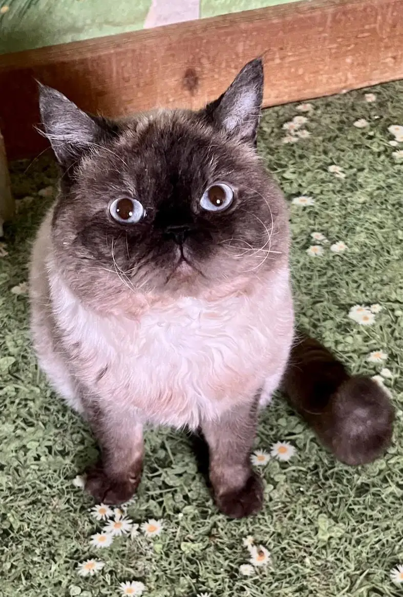 BKH x Selkirk Rex (SR) Kater zu verkaufen