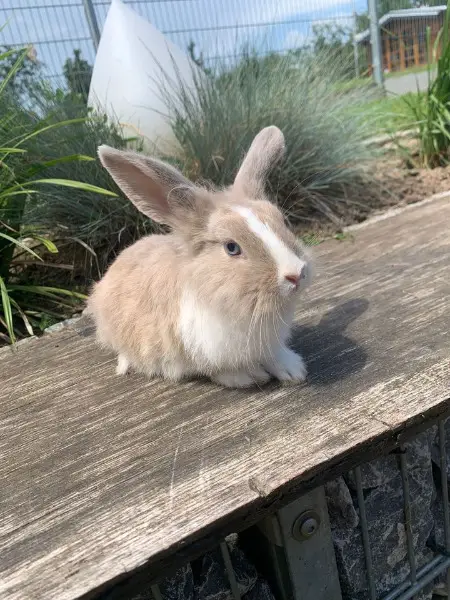 Zwergwidder-Minilop-Löwenkopf-Mix