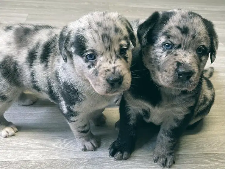 Australian Shepherd Labrador Welpen Aussiedor