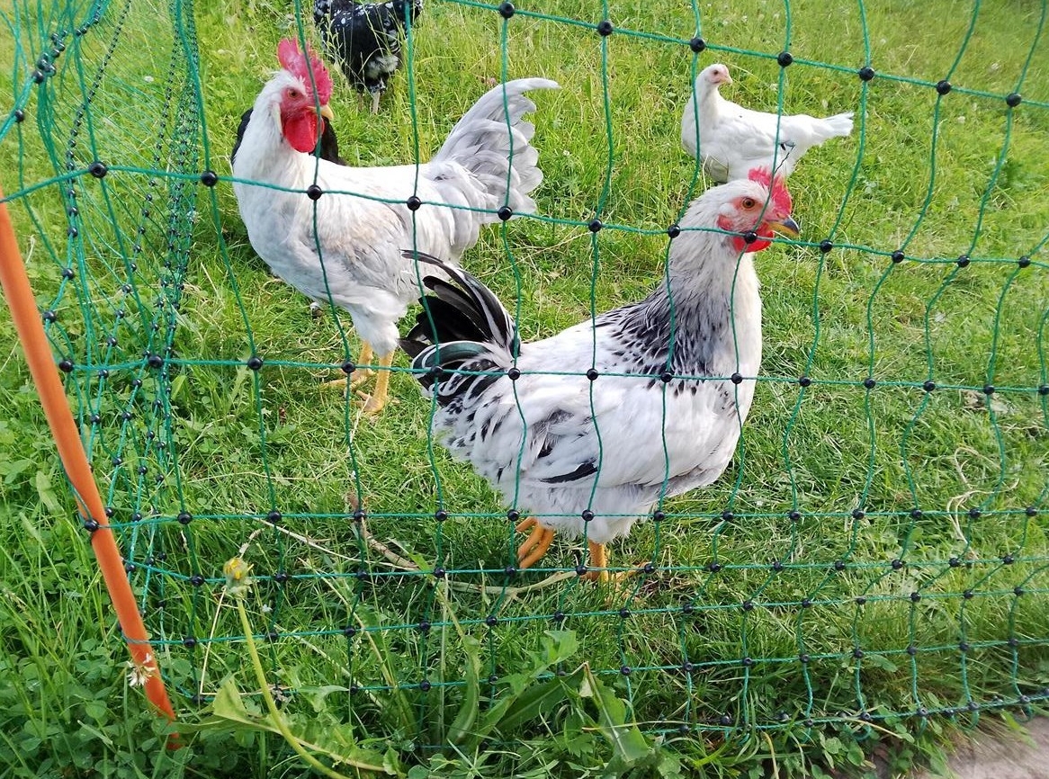 Wunderschöner Junghahn, Marans x Araucana zu verschenken