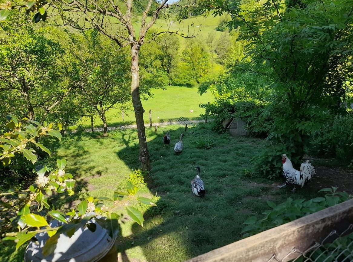 Enten Erpel abzugeben