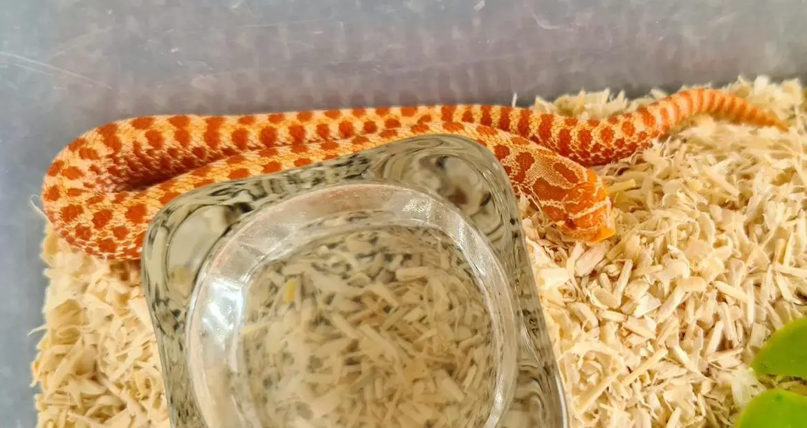 1,1 Extreme Red Albino Hakennasennatter + 1,0 Superconda ph Toxic