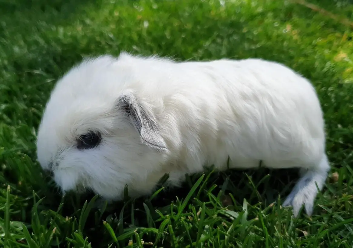 CH Teddy & Lunkaryas Meerschweinchen frühkastriert