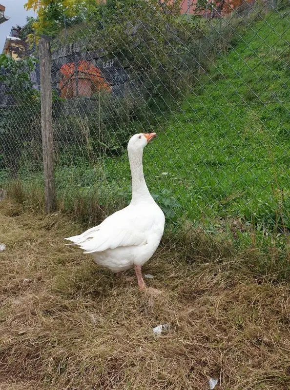 Weisse Bauerngans GRATIS abzugeben