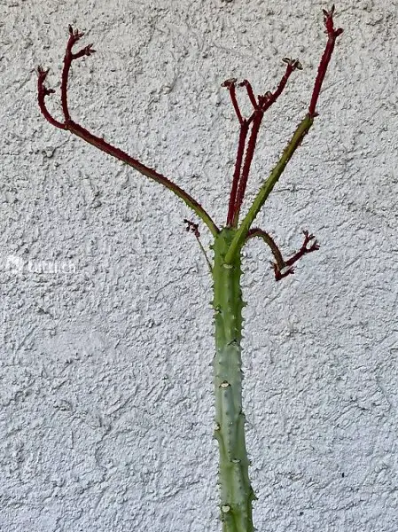 Monadenium arborescens