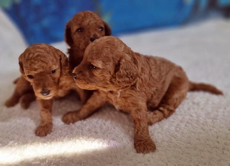 Reinrassige Zwerg- und Toy-Pudel Welpen aus FCI Zucht