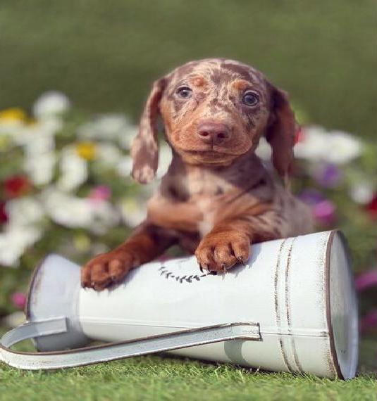 Zwergdackel Dackel Welpen chocolate