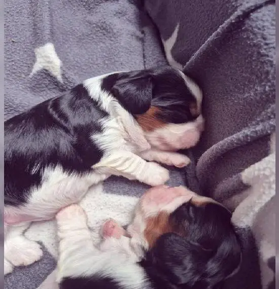 Cavalier King Charles Spaniel